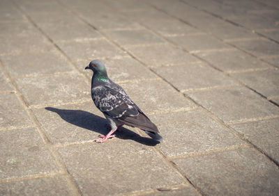 Close-up of bird perching on ground