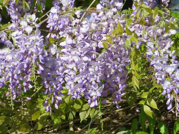 Close-up of purple flowering plants