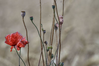 Close-up of red flowering plant