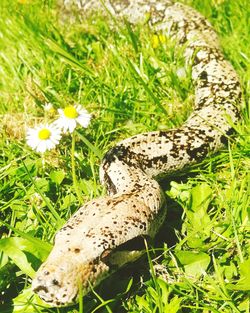 Close-up of an animal on grass