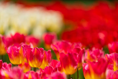 Close-up of pink tulips