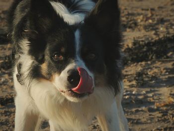 Close-up portrait of dog sticking out tongue