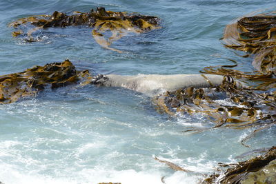 High angle view of sea shore