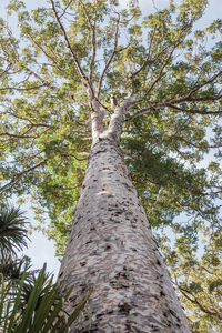 Low angle view of trees in forest against sky