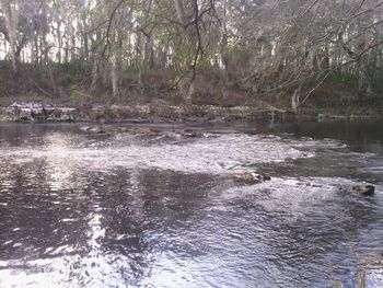 Scenic view of river flowing in forest