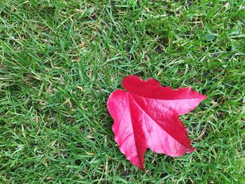 Red leaves on grassy field