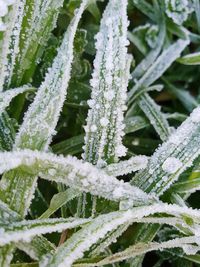 Close-up of frozen plants during winter