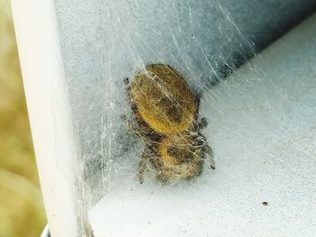 Close-up of spider on water