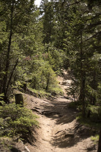 Road amidst trees in forest