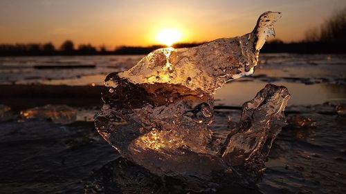 Close-up of driftwood on rock at beach during sunset