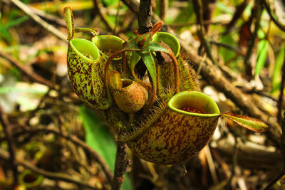 Close-up of fruit growing on tree