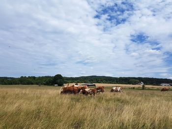 Horses on field against sky