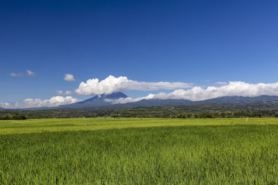 Scenic view of agricultural field against sky