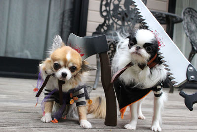 Portrait of dogs wearing costumes while standing on footpath