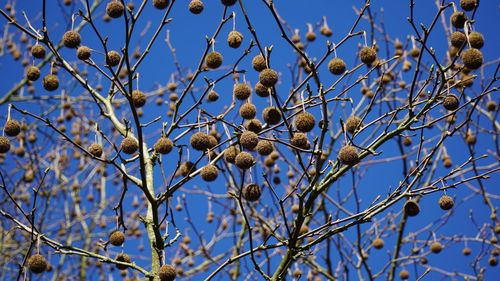 Low angle view of berries on tree against sky