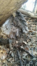 Close-up of lizard on tree stump