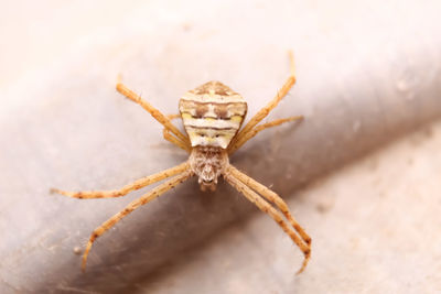 Close-up of spider