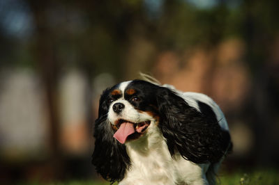 Close up of cavalier king charles spaniel panting outdoors