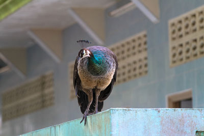 Close-up of bird perching on wall