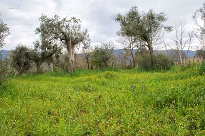 Scenic view of grassy field against cloudy sky