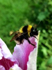 Close-up of bee pollinating on pink flower