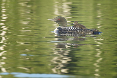 Duck swimming in lake