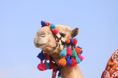 Low angle view of camel against clear sky