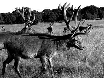 View of deer on field