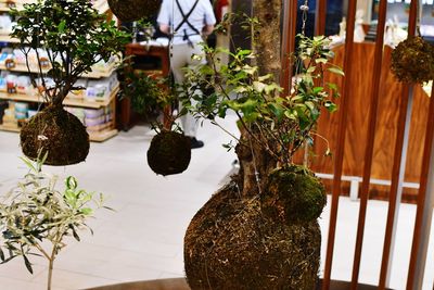 Potted plants hanging on tree