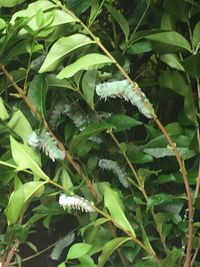 Green lizard on plant