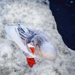 High angle view of bird