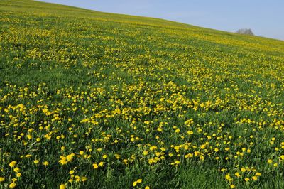 Scenic view of oilseed rape field