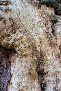 Full frame shot of tree trunk