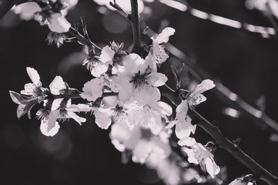 Close-up of cherry blossom