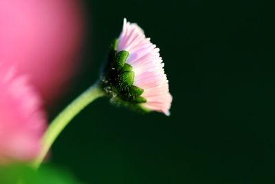 Close-up of pink rose flower against black background