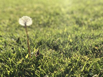 Close-up of dandelion on field