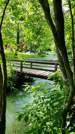 Trees growing in park