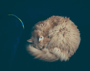 High angle view of a cat over black background