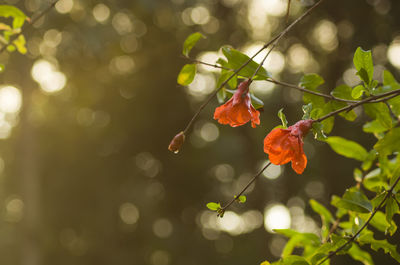 Close-up of red flowering plant