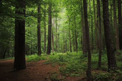 View of trees in forest