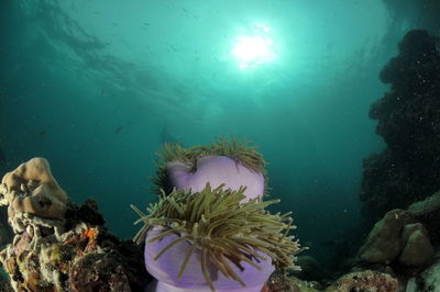 Fish swimming in sea