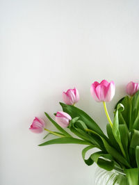 Close-up of pink tulips against white background