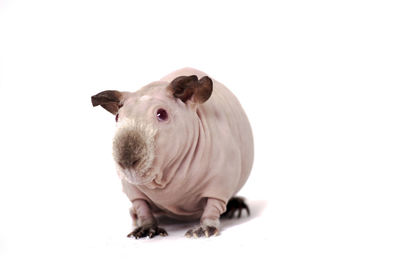 Close-up of a rabbit over white background