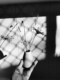 Close-up of hand holding potted plant