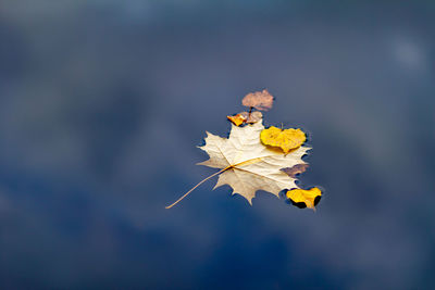 Close-up of yellow maple leaves against blurred background