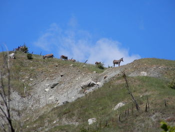 Low angle view of horses on mountain against sky