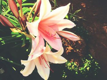 Macro shot of pink flower