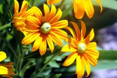 Close-up of yellow flower