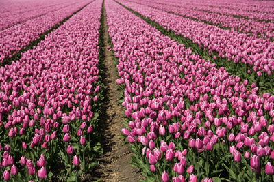 Purple flowering plants on field