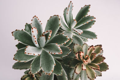 Close-up of succulent plant against white background